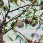 Mandľovník (Prunus dulcis) ´FILIPPO CEO´ – výška 130–160 cm, obvod kmeňa 4/6 cm, kont. C10L